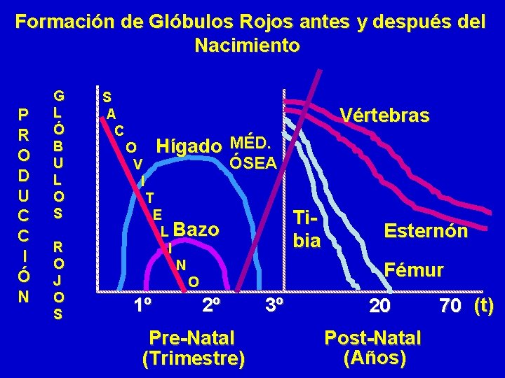 Formación de Glóbulos Rojos antes y después del Nacimiento P R O D U