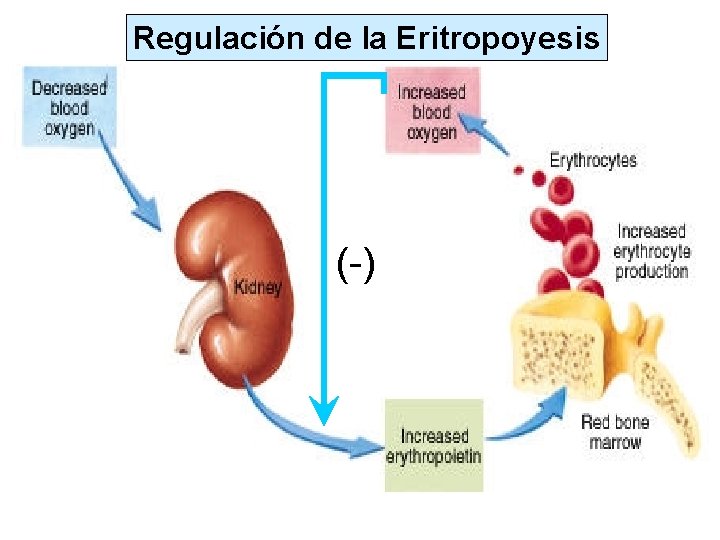 Regulación de la Eritropoyesis (-) 