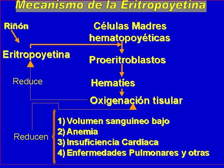 Células Madres hematopoyéticas Riñón Eritropoyetina Reduce Proeritroblastos Hematíes Oxigenación tisular Reducen 1) Volumen sanguíneo