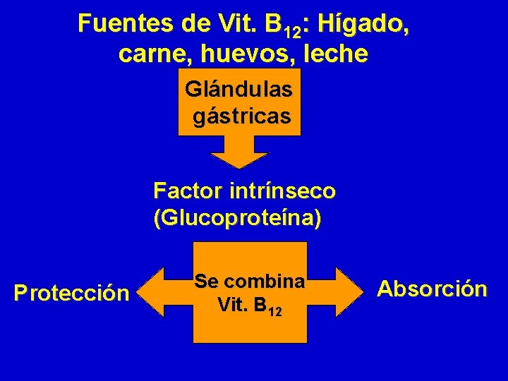 Fuentes de Vit. B 12: Hígado, carne, huevos, leche Glándulas gástricas Factor intrínseco (Glucoproteína)