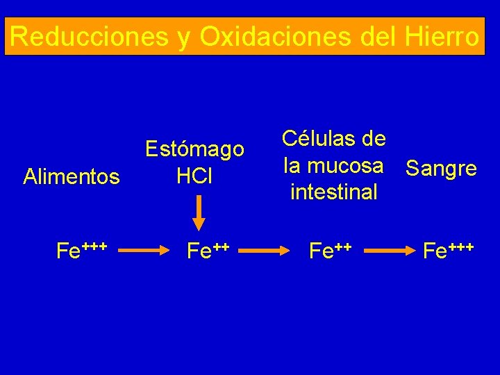 Reducciones y Oxidaciones del Hierro Alimentos Fe+++ Estómago HCl Fe++ Células de la mucosa