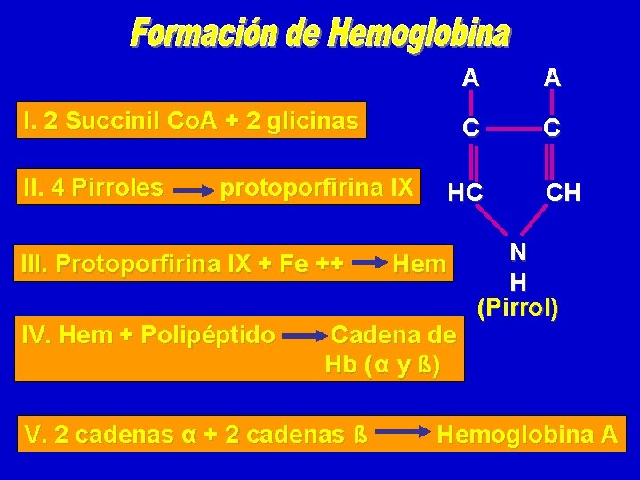 I. 2 Succinil Co. A + 2 glicinas II. 4 Pirroles protoporfirina IX III.