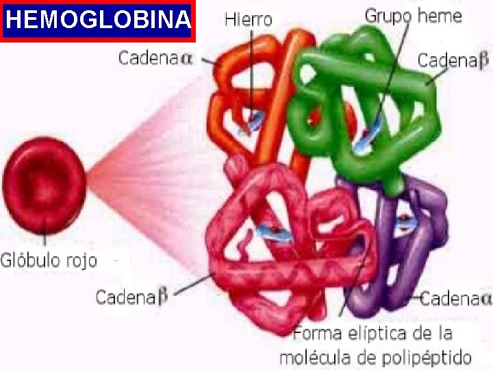 HEMOGLOBINA 