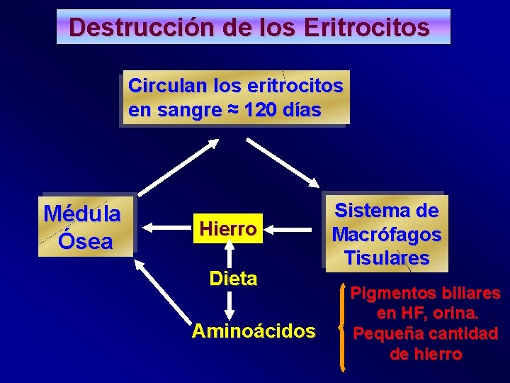 Destrucción de los Eritrocitos Circulan los eritrocitos en sangre ≈ 120 días Médula Ósea