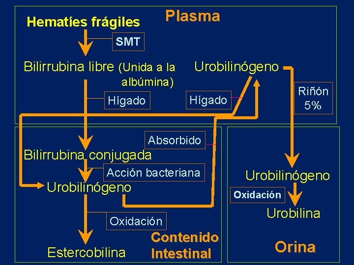 Plasma Hematíes frágiles SMT Bilirrubina libre (Unida a la Urobilinógeno albúmina) Riñón 5% Hígado