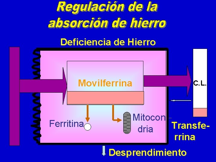 Deficiencia de Hierro Movilferrina Ferritina C. L. Mitocon Transfedria rrina Desprendimiento 