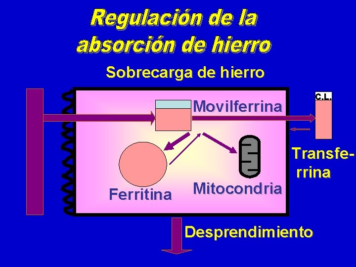 Sobrecarga de hierro C. L. Movilferrina Ferritina Mitocondria Transferrina Desprendimiento 