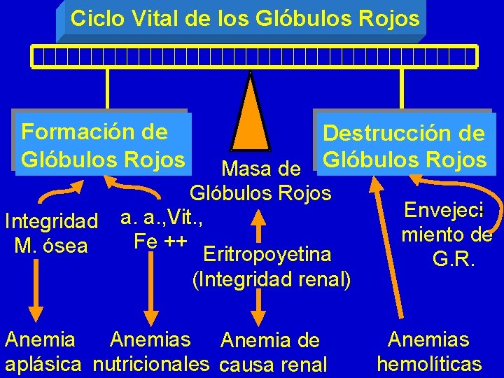 Ciclo Vital de los Glóbulos Rojos Formación de Glóbulos Rojos Integridad M. ósea Destrucción