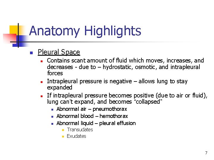 Anatomy Highlights n Pleural Space n n n Contains scant amount of fluid which