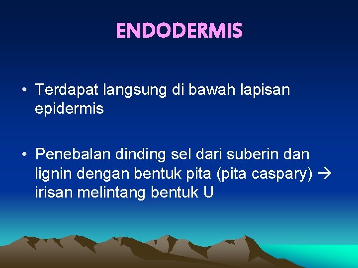 ENDODERMIS • Terdapat langsung di bawah lapisan epidermis • Penebalan dinding sel dari suberin
