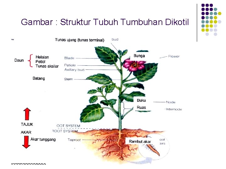 Gambar : Struktur Tubuh Tumbuhan Dikotil 