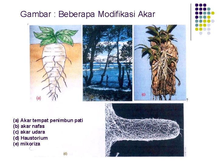 Gambar : Beberapa Modifikasi Akar (a) Akar tempat penimbun pati (b) akar nafas (c)