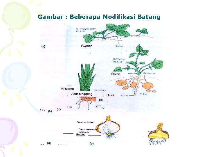 Gambar : Beberapa Modifikasi Batang 