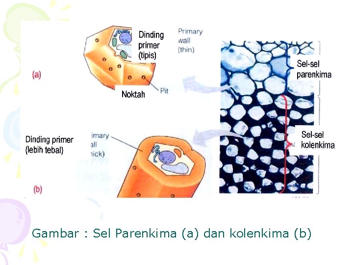 Gambar : Sel Parenkima (a) dan kolenkima (b) 