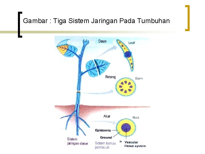 Gambar : Tiga Sistem Jaringan Pada Tumbuhan 