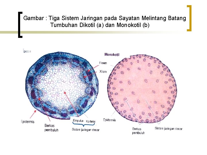 Gambar : Tiga Sistem Jaringan pada Sayatan Melintang Batang Tumbuhan Dikotil (a) dan Monokotil