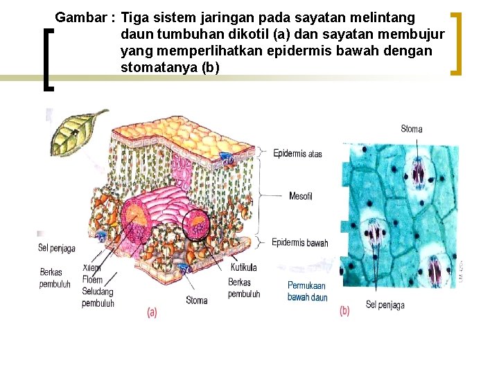 Gambar : Tiga sistem jaringan pada sayatan melintang daun tumbuhan dikotil (a) dan sayatan