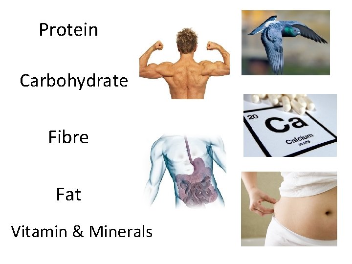 Protein Carbohydrate Fibre Fat Vitamin & Minerals 