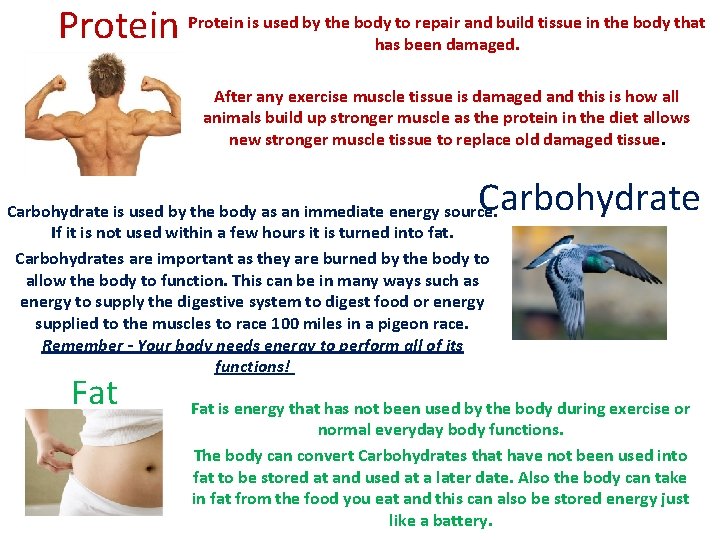 repair and build tissue in the body that Protein is used by the bodyhastobeen