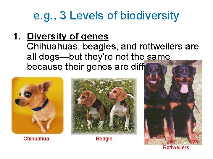 e. g. , 3 Levels of biodiversity 1. Diversity of genes Chihuahuas, beagles, and