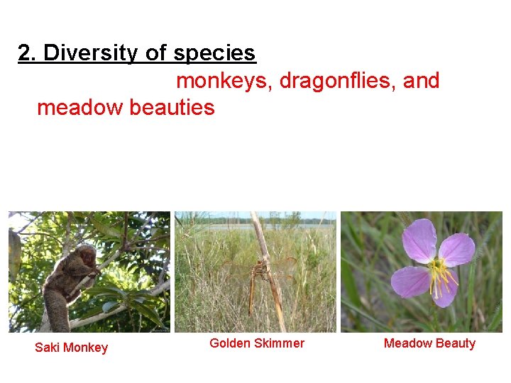 2. Diversity of species For example, monkeys, dragonflies, and meadow beauties are all different
