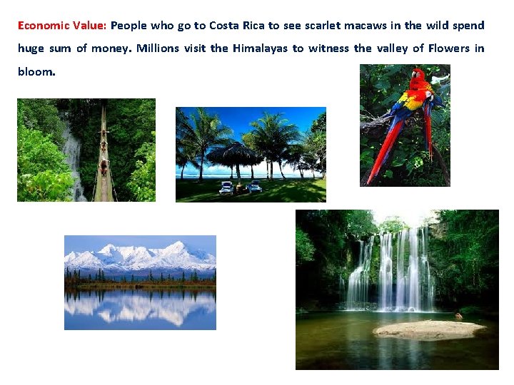 Economic Value: People who go to Costa Rica to see scarlet macaws in the