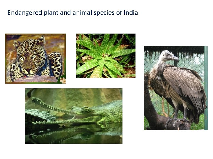 Endangered plant and animal species of India 