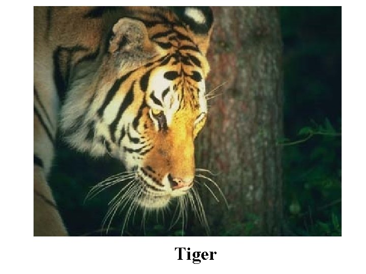 Tiger 