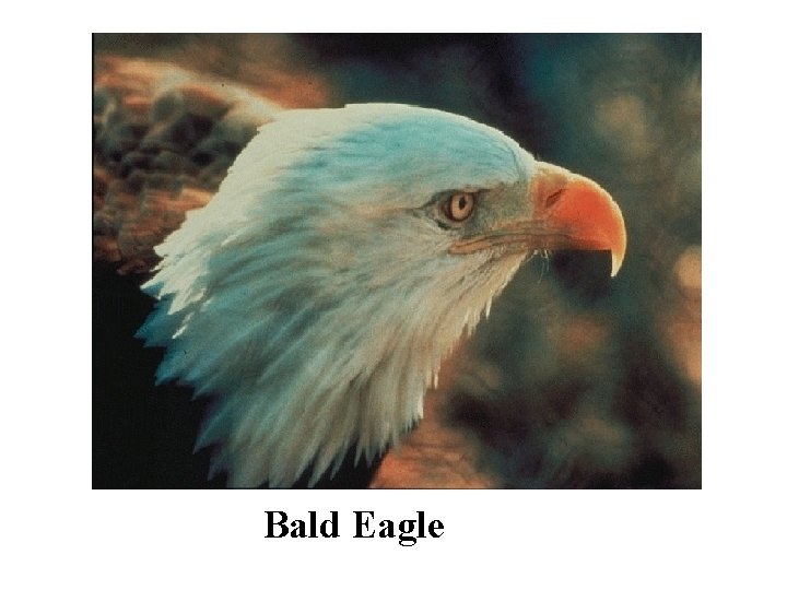 Bald Eagle 