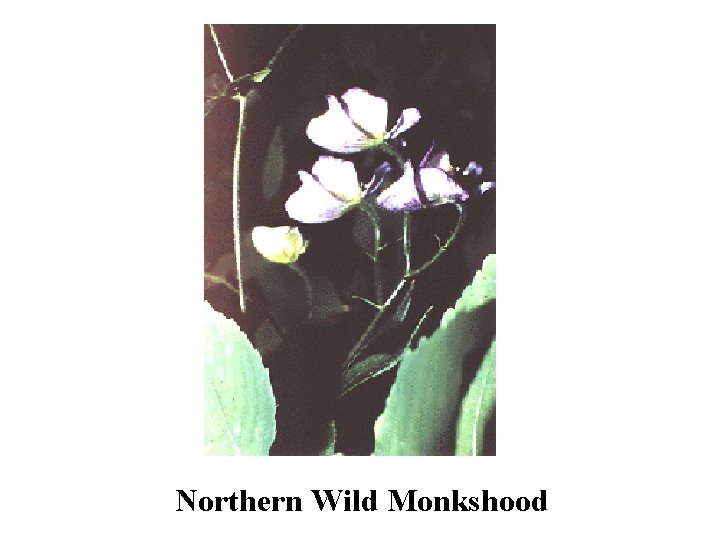 Northern Wild Monkshood 