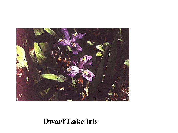 Dwarf Lake Iris 