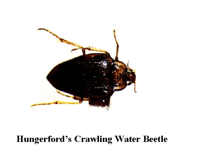 Hungerford’s Crawling Water Beetle 