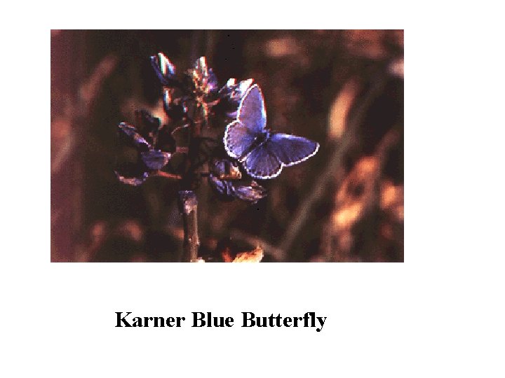 Karner Blue Butterfly 