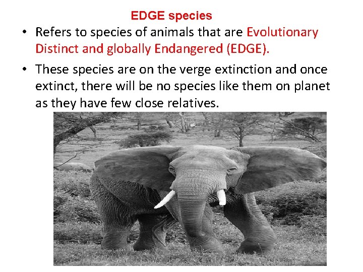 EDGE species • Refers to species of animals that are Evolutionary Distinct and globally