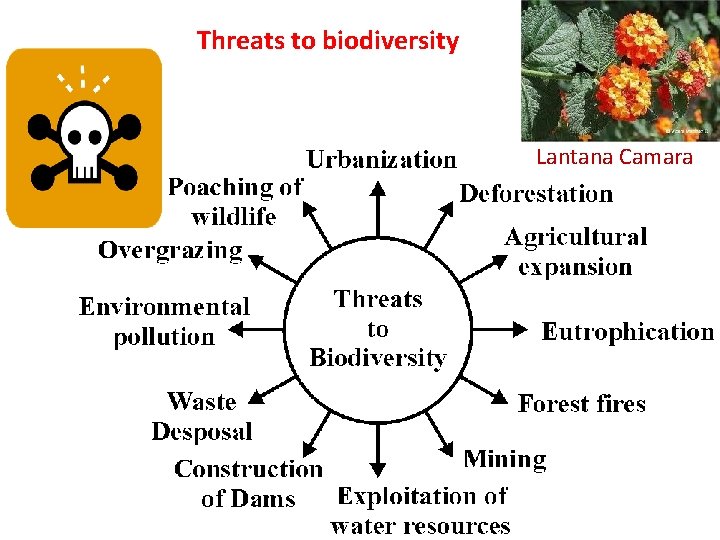 Threats to biodiversity Lantana Camara 