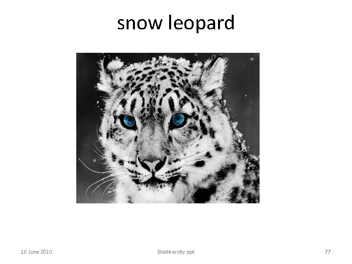 snow leopard 16 June 2010 Biodiversity. ppt 77 