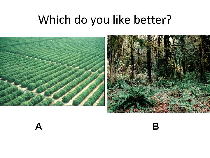 Which do you like better? A B 