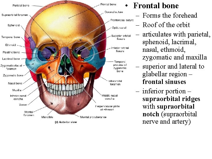  • Frontal bone – Forms the forehead – Roof of the orbit –