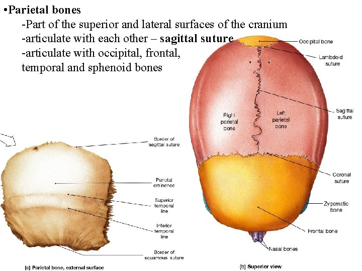  • Parietal bones -Part of the superior and lateral surfaces of the cranium