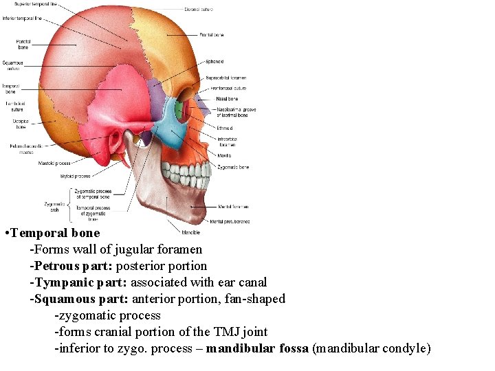  • Temporal bone -Forms wall of jugular foramen -Petrous part: posterior portion -Tympanic