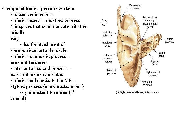  • Temporal bone – petrous portion • houses the inner ear -inferior aspect