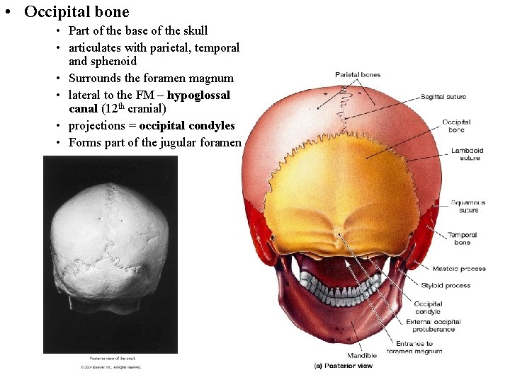  • Occipital bone • Part of the base of the skull • articulates