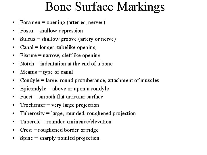 Bone Surface Markings • • • • Foramen = opening (arteries, nerves) Fossa =