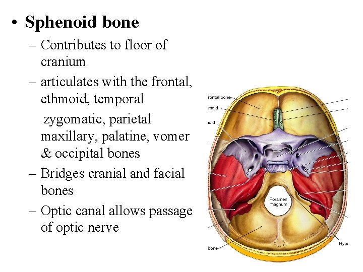  • Sphenoid bone – Contributes to floor of cranium – articulates with the