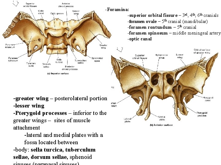 -Foramina: -superior orbital fissure – 3 rd, 4 th, 6 th cranials -foramen ovale