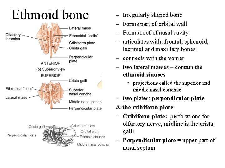 Ethmoid bone – – Irregularly shaped bone Forms part of orbital wall Forms roof