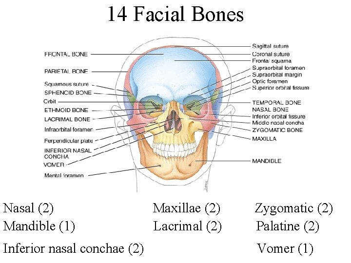 14 Facial Bones Nasal (2) Mandible (1) Inferior nasal conchae (2) Maxillae (2) Lacrimal