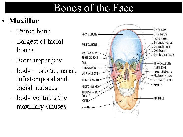 Bones of the Face • Maxillae – Paired bone – Largest of facial bones