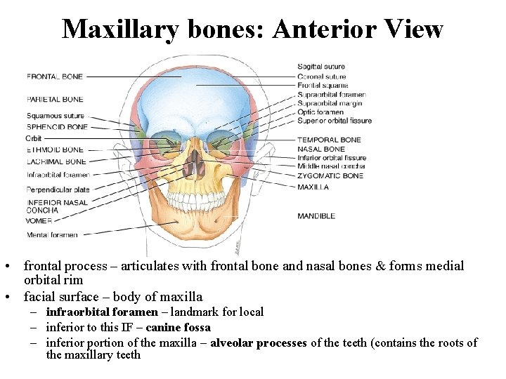 Maxillary bones: Anterior View • frontal process – articulates with frontal bone and nasal