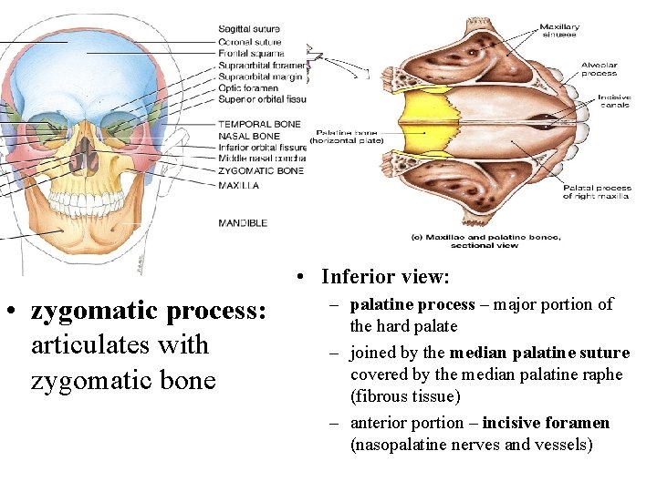  • Inferior view: • zygomatic process: articulates with zygomatic bone – palatine process